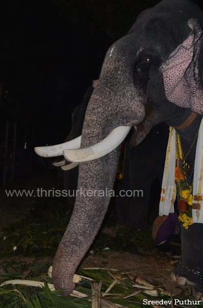 thrissur-pooram-2013-01 (1)